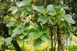 Khasiat Pohon Kina untuk Sembuhkan Corona