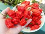 Carolina Reaper, Cabai Terpedas di Dunia