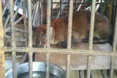 Kucing Emas Langka