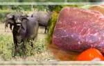 Manfaat Daging Kerbau Untuk Kesehatan
