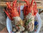 Mudah, ini Resep Bikin Bakso Lobster yang bisa Sobat Milenia Coba di Rumah