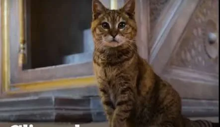 Gli, Kucing Penghuni Masjid Hagia Sophia
