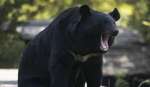 Wanita di Colorado jadi Santapan Keluarga Beruang Hitam