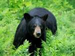 Pengunjung Taman Nasional Great Smoky Harus Waspadai Beruang Hitam