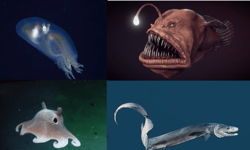 8 Hewan Seram yang Hidup Di Palung Mariana