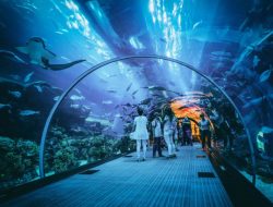 Wisata Jakarta Aquarium Cocok Untuk Liburan