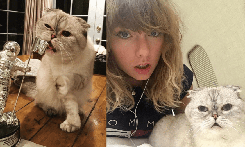 kucing taylor swift