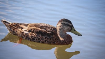 Sering Pura-Pura Bahagia? Bisa Jadi Itu Duck Syndrome