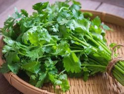5 Manfaat Daun Ketumbar, Bisa Kontrol Gula Darah hingga Turunkan Kolesterol
