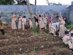 Yuk Menanam Singkong di Sekolah!