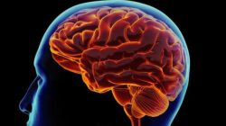 Neuroscientist : Pahami Otak, Kendalikan Perilaku