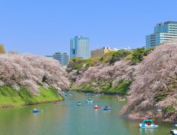 4 Tempat Melihat Bunga Sakura Paling Banyak dan Indah di Tokyo 