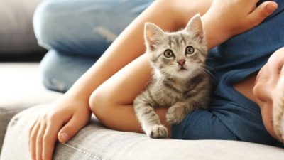 Manfaat Memelihara Kucing