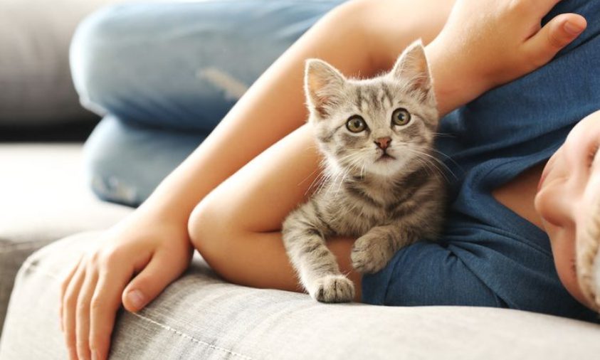 Manfaat Memelihara Kucing