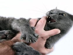 Siapa Sangka! Inilah 4 Tanda Terkena Rabies Akibat Cakaran Kucing!