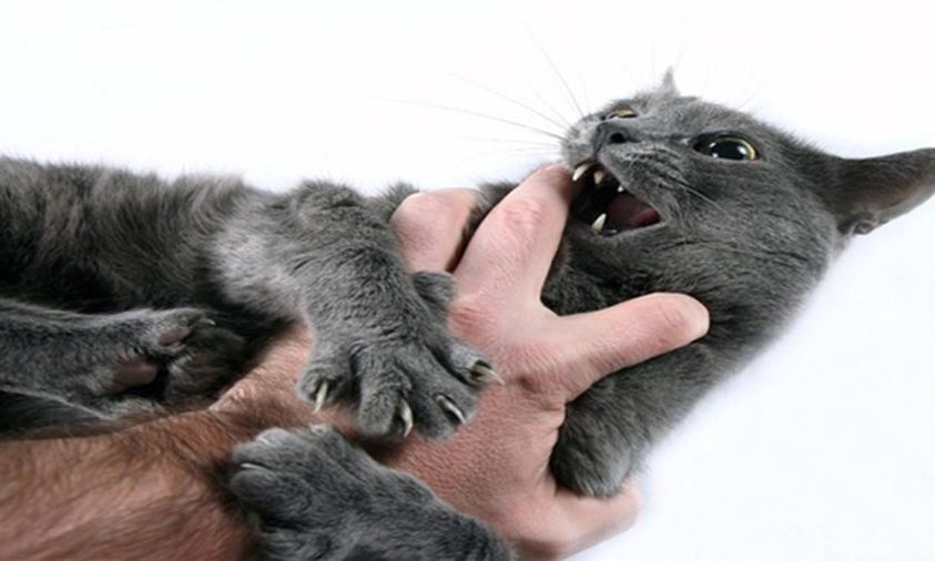 Tanda Terkena Rabies Akibat Cakaran Kucing