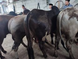 Sekolah Bosowa Bina Insani Ajak Siswa Tanamkan Kebiasaan Berqurban Sejak Dini