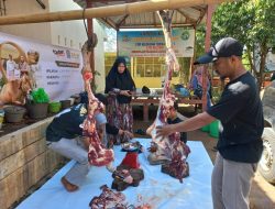 Guru SMA 21 Makassar Puas Qurban di BMH, Tahun Depan Ingin Lebih Banyak lagi