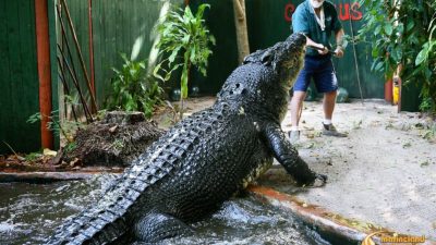 Buaya Terbesar di Dunia