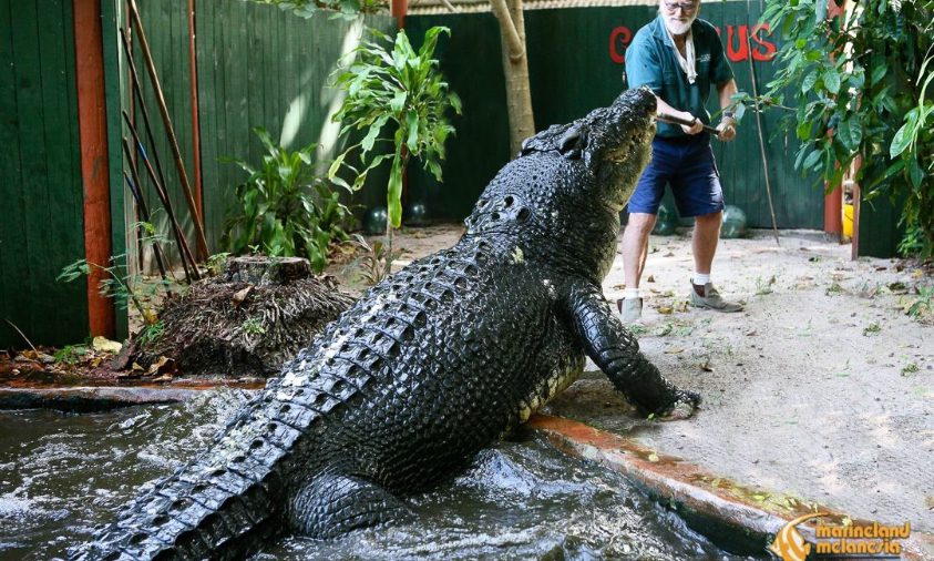 Buaya Terbesar di Dunia