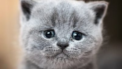 Penciuman Dengan Kompleksitas Canggih