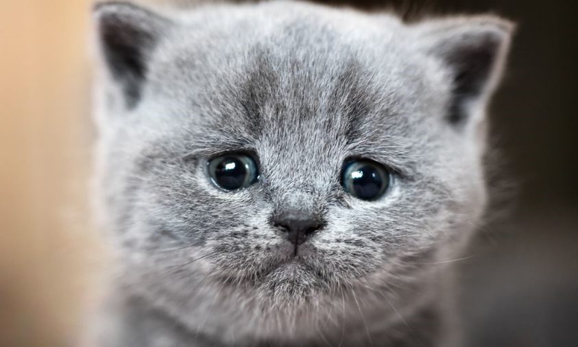 Penciuman Dengan Kompleksitas Canggih