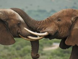 Ternyata Gajah Pemilih Makanan Juga Seperti Manusia Lho!