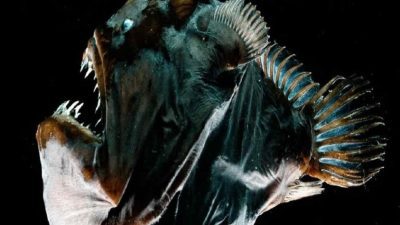 Bentuk Ikan di Laut Dalam