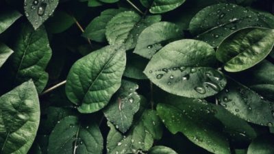 Alat Pernapasan pada Tumbuhan