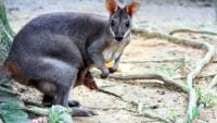 Ciri-Ciri Kanguru di Indonesia