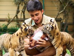 Dikritik Netizen, Alshad Ahmad Klarifikasi Terkait Kematian Anak Harimau