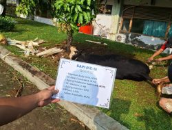 Qurban Libatkan Siswa dan Orang Tua, Sekolah Bosowa Bina Insani Distribusikan 700 Paket Daging Qurban
