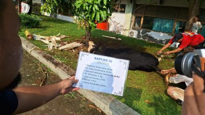 Qurban Libatkan Siswa dan Orang Tua, Sekolah Bosowa Bina Insani Distribusikan 700 Paket Daging Qurban
