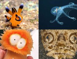 5 Hewan Laut yang Jadi Inspirasi Karakter Kartun Populer