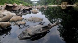 Bupati Bogor Minta Tangung Jawab Atas Kerusakan Lingkungan, KLHK Mengaku Sudah Tindak Perusahan Terkait