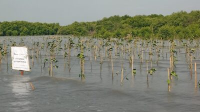 Perusahaan Singapura Gandeng LindungiHutan Lakukan Penghijauan di Indonesia