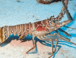 7 Makanan Seafood Termahal di Dunia