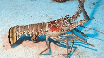 makanan seafood