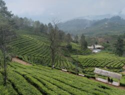 Dampak Elnino bagi Indonesia
