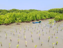 Kolaborasi dengan 4 Brand dan UMKM, LindungiHutan Rehabilitasi Hutan Mangrove di Jawa Tengah