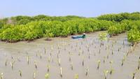 Kolaborasi dengan 4 Brand dan UMKM, LindungiHutan Rehabilitasi Hutan Mangrove di Jawa Tengah