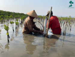 Cegah Abrasi dan Pemanasan Global, LindungiHutan Tanam 588 Mangrove di Mangunharjo Semarang
