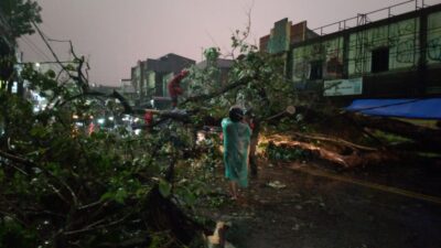 Pohon Tumbang di Kawasan Tajur