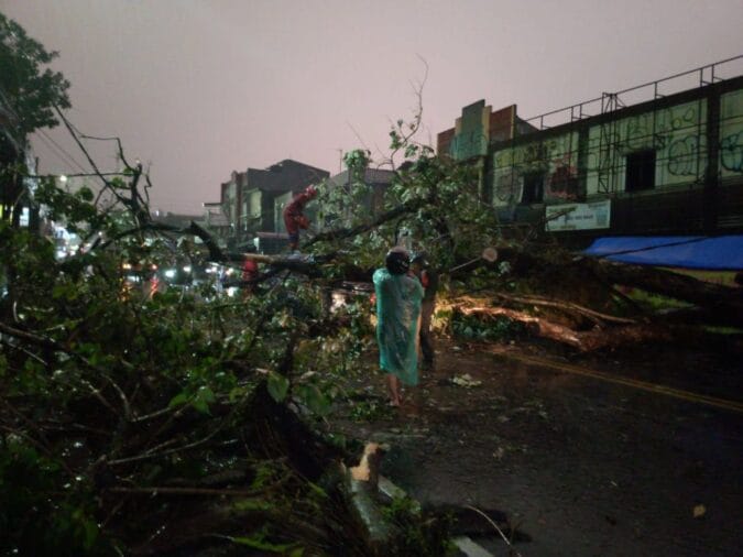 Pohon Tumbang di Kawasan Tajur