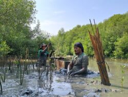 LindungiHutan Lakukan Penanaman 4.596 Mangrove di Semarang Bareng Masyarakat Lokal