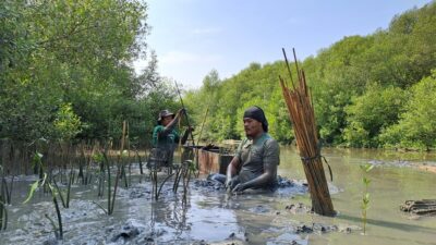 LindungiHutan Lakukan Penanaman 4.596 Mangrove di Semarang Bareng Masyarakat Lokal