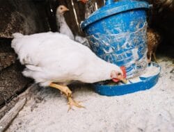 Optimalkan Produksi Peternakan Unggas dengan Peralatan Modern