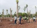 Kurangi Polusi Udara, East Ventures Sumbang 200 Pohon Mahoni