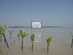 Tanam 1.000 Mangrove, Princeton Digital Group dan LindungiHutan Hijaukan Pesisir Kendal