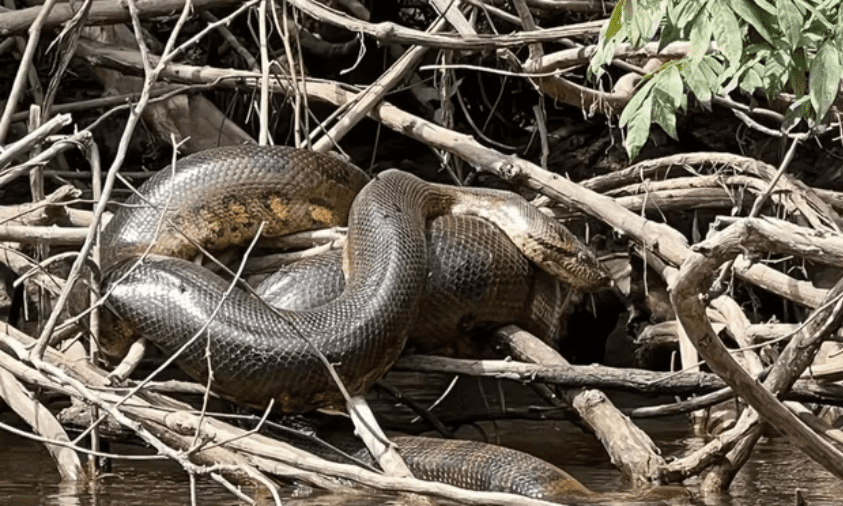 Spesies Anaconda Terbesar